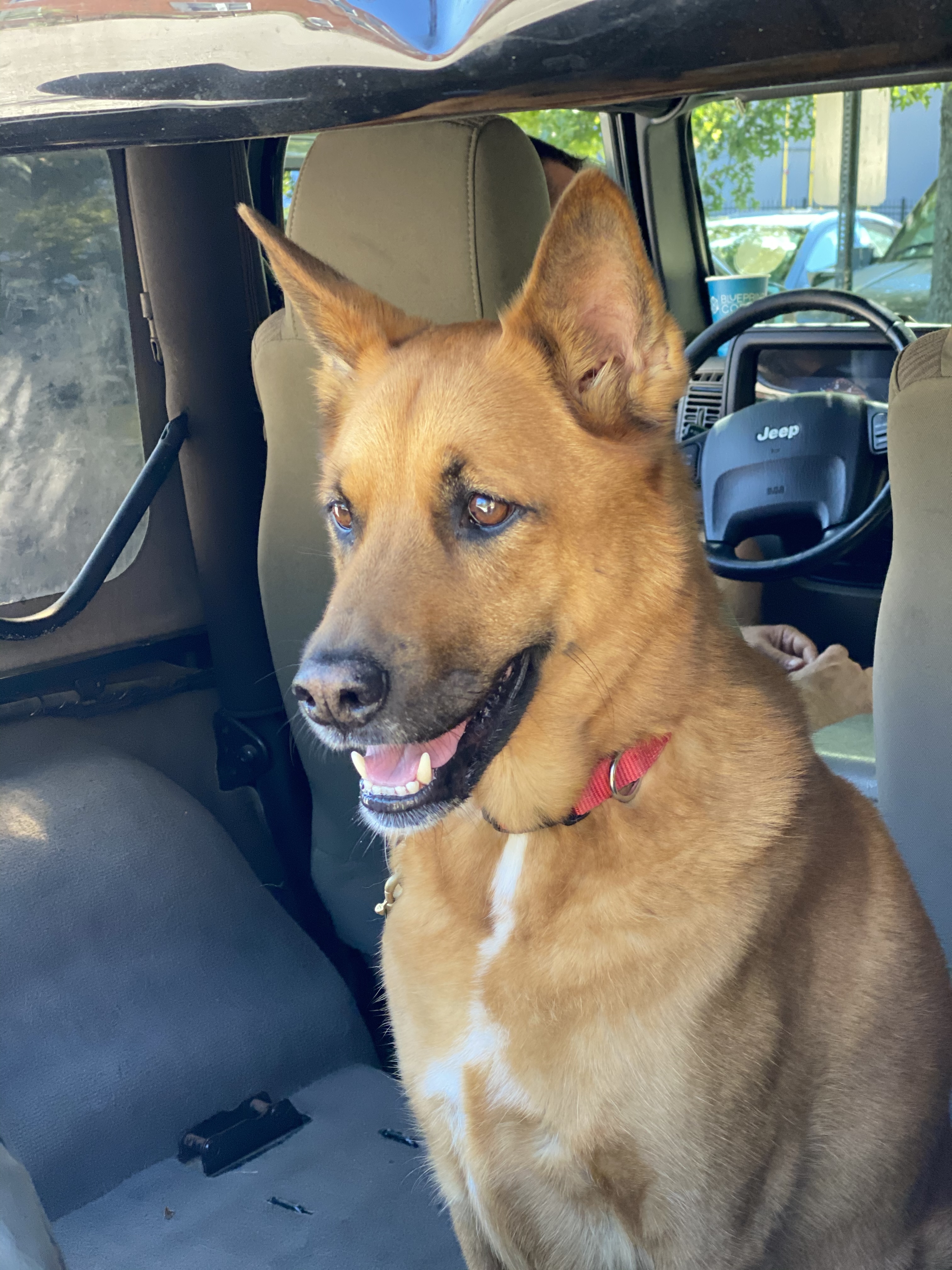 Bunker the Carolina Dog